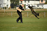 Ebby Fly Dogs Attak