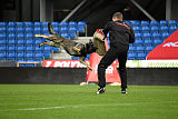 Aik vom Wolfsursprung