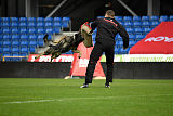 Aik vom Wolfsursprung