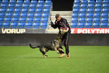 Aik vom Wolfsursprung