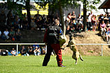 Abby belgischer Wolf von Malihattan