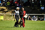 Abby belgischer Wolf von Malihattan