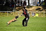 Abby belgischer Wolf von Malihattan