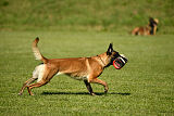 Marou vom Roten Juwel