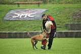 Wespe vom Further Moor