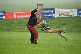 Wespe vom Further Moor