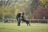 Ringo vom Lindelbrunn