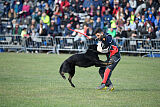 Panther z Berounské basty