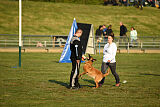 Excalibur des chiens de travail