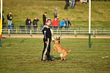 Excalibur des chiens de travail