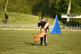 Excalibur des chiens de travail