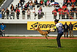 Bomra vom Giannioti Sports Dog