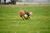 Indy vom Causa Nostre Letitia