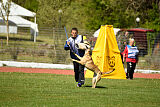 Dahawk de la Videmanette