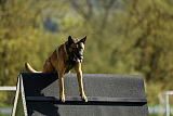 Tibsy Tore's Working Dogs